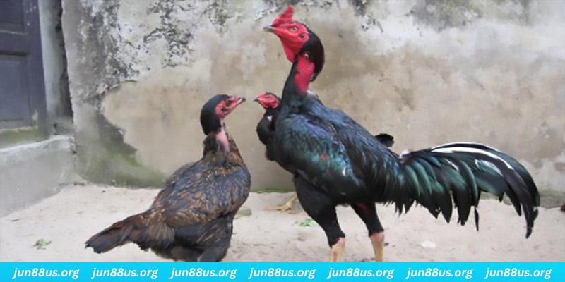 game 88i casino hồ tràm có cho người việt vào không